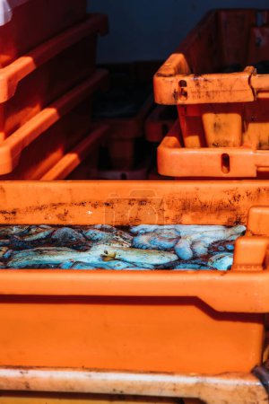 Das Bild zeigt eine Szene an einem Fischersteg, wo frisch gefangene Tintenfische in orangefarbene Kisten gelegt werden, die normalerweise für die Lagerung von Meeresfrüchten verwendet werden.