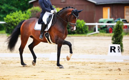 Horse dressage horse in a tournament, sporting event. Rider in tailcoat in section, close-up of the horse. Equestrian sport in the dressage discipline.