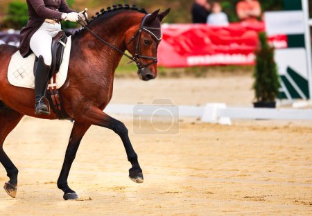Photo for A dressage horse in the dressage arena during a test in S dressage. Color image of horse in close-up isolated against a blurred background. - Royalty Free Image