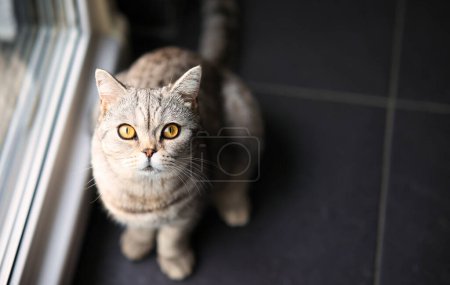 Photo for British Shorthair cat, in the apartment in portraits. Photo with wide aperture available light. - Royalty Free Image