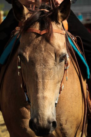 Pferd, Westernpferd Nahaufnahme in der Sonne, Disziplin Vergnügen.