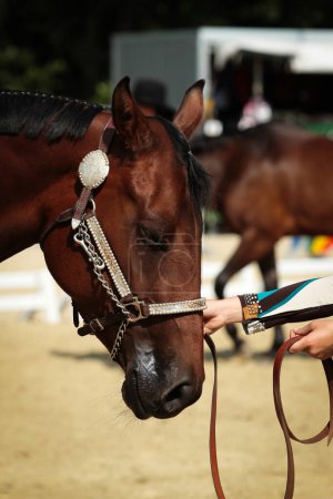 Horse, western horse close-up in the sunshine, discipline Plesure.