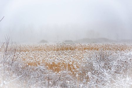 Foto de Winter landscape. Morning in the swamp. Fog and reeds. - Imagen libre de derechos