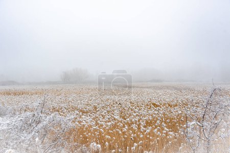 Photo for Winter landscape. Morning in the swamp. Fog and reeds. - Royalty Free Image