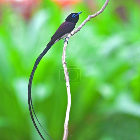 Photo for Beautiful bird, Male of Japanese Paradise-flycatcher (Terpsiphone atrocaudata) standing on the branch, bird from Thailand. - Royalty Free Image