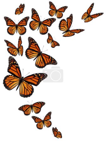 Monarchfalter im Flug auf weißem Hintergrund.