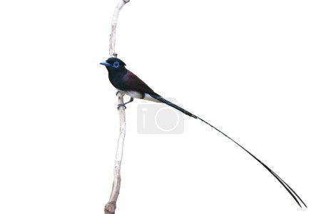 Photo for Beautiful bird, Male of Japanese Paradise-flycatcher (Terpsiphone atrocaudata) standing on the branch isolated on white background. - Royalty Free Image