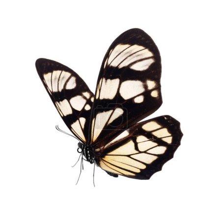 Photo for Beautiful butterfly isolated on white background. - Royalty Free Image
