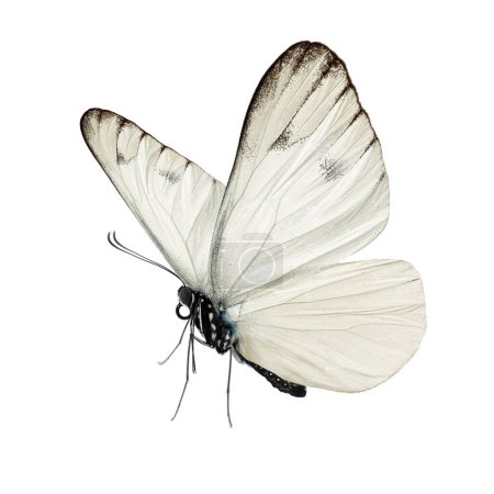 Photo for Beautiful butterfly isolated on white background. - Royalty Free Image