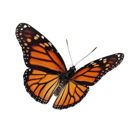 Photo for Beautiful Monarch Butterfly flying isolated on white background. - Royalty Free Image