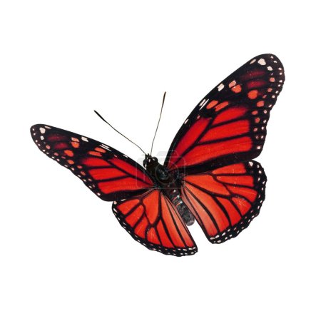 Photo for Beautiful Monarch Butterfly flying isolated on white background. - Royalty Free Image