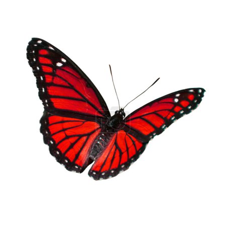 Photo for Beautiful Viceroy Butterfly flying isolated on white background. - Royalty Free Image
