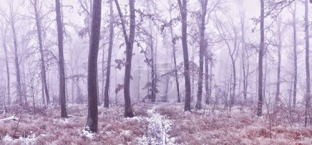 Foto de Bosque cubierto de hielo esmaltado, nieve y rima durante las condiciones de niebla. Roble, bosque, paisaje invernal. Se puede utilizar como imagen de Navidad. Imagen panorámica. - Imagen libre de derechos