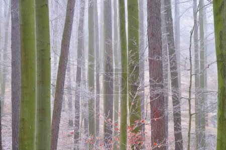 Foto de Troncos de árboles en un misterioso bosque nublado cubierto de hielo esmaltado y rima. Paisaje sombrío. Fondo natural. Europa del Este. - Imagen libre de derechos