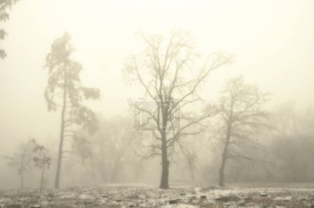 Foto de Misterioso paisaje de niebla invernal. Árboles aislados de hoja ancha y solitarios en niebla, paisaje sombrío, hielo vidriado y rima . - Imagen libre de derechos
