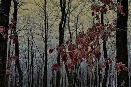 Foto de Bosque nevado cubierto de hielo esmaltado y rima. Niebla, robles, hojas rojas, bosques, paisaje invernal. República Checa, Europa. - Imagen libre de derechos