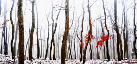 Foto de Bosque cubierto de hielo esmaltado, nieve y rima durante las condiciones de niebla. Roble, hojas rojas, bosque, paisaje invernal. Se puede utilizar como imagen de Navidad. Imagen panorámica. República Checa, Europa. - Imagen libre de derechos