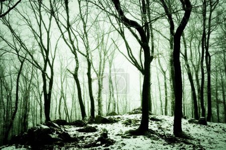 Foto de Bosque nevado cubierto de hielo esmaltado y rima. Niebla, robles, rocas y piedras, bosques, paisaje invernal. República Checa, Europa. - Imagen libre de derechos