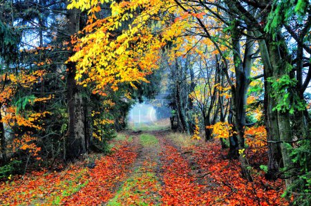 Foto de Camino subterráneo cubierto de follaje en el día de otoño brumoso, avenida de árboles, follaje amarillo y marrón. Atmósfera misteriosa sombría, Moravia del Sur, Europa del Este. - Imagen libre de derechos