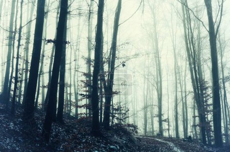 Geheimnisvoller Nebelwald, bedeckt mit Glasureis und Reif. Nebel, Buchen, düstere Winterlandschaft, Waldweg. Osteuropa. 