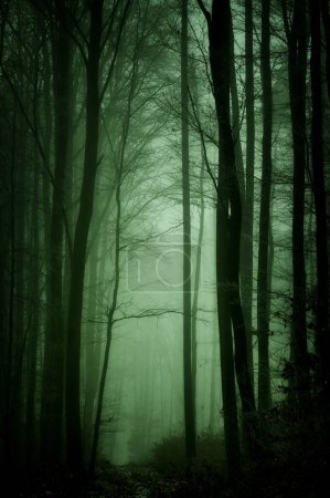 Foto de Misterioso bosque nublado cubierto de hielo esmaltado y rima. Niebla, haya, sombrío paisaje invernal, sendero forestal. Europa del Este. - Imagen libre de derechos
