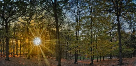 Photo for Broad leaf trees forest at autumn / fall sunlight, forest floor, foliage, tree trunks, backlit leafs, sun rays. Czech republic,Europe. Panoramic image. Creative postprocessing. - Royalty Free Image