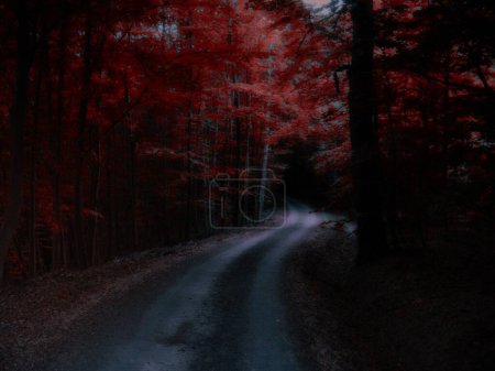 S curved road in dark red forest,magical scary atmosphere, autumn, broad leaf trees Relaxing nature.Creative post processing.