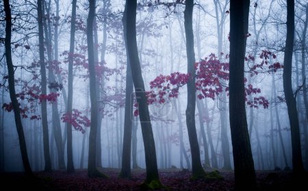 Foto de Misterioso bosque de niebla, robles, follaje, hojas, niebla, troncos de árboles, paisaje sombrío. Europa del Este. - Imagen libre de derechos