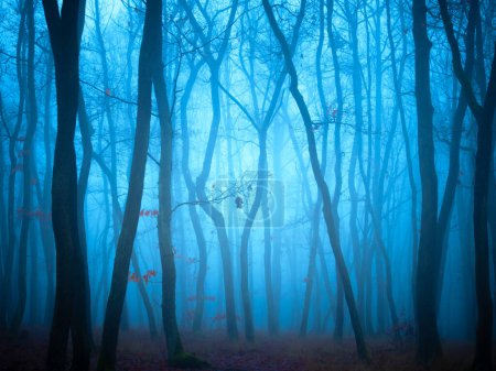 Foto de Misterioso bosque de niebla, robles, follaje, hojas, niebla, troncos de árboles, paisaje sombrío. Europa del Este. - Imagen libre de derechos