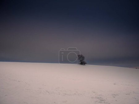 Foto de Árbol solitario aislado rodeado de misterioso paisaje sombrío. Paisaje nevado de invierno, Vysocina, Europa. - Imagen libre de derechos