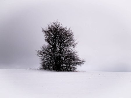 Foto de Árbol solitario aislado sobre fondo blanco nevado y nublado rodeado de misterioso paisaje sombrío. Paisaje nevado de invierno, Vysocina, República Checa, Europa. - Imagen libre de derechos