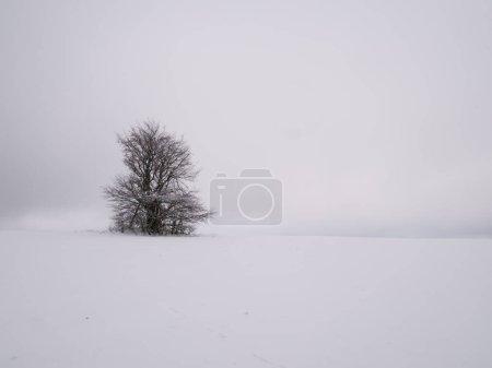 Foto de Árbol solitario aislado rodeado de misterioso paisaje sombrío. Paisaje nevado de invierno, Vysocina, Europa. - Imagen libre de derechos
