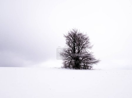 Foto de Árbol solitario aislado sobre fondo blanco nevado y nublado rodeado de misterioso paisaje sombrío. Paisaje nevado de invierno, Vysocina, República Checa, Europa. - Imagen libre de derechos