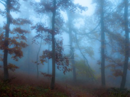 Foto de Misterioso bosque de niebla, follaje colorido, hojas, niebla, troncos de árboles, sombrío paisaje otoñal. Europa del Este. - Imagen libre de derechos