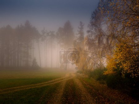Foto de Paisaje sombrío brumoso mágico con árboles, niebla, paisaje otoñal. Europa del Este. - Imagen libre de derechos