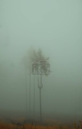 Foto de Árbol solitario en niebla otoñal, sombrío paisaje otoñal. Europa del Este. - Imagen libre de derechos