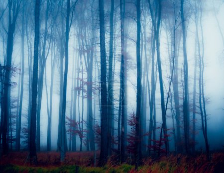 Magiczny mglisty las, mgła, pnie drzew, ponury jesienny krajobraz. Europa Wschodnia. 