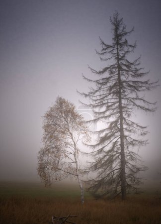 Foto de Árbol solitario en niebla otoñal, sombrío paisaje otoñal. Europa del Este. - Imagen libre de derechos