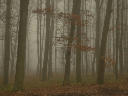 Foto de Bosque brumoso mágico, niebla, troncos de árboles, sombrío paisaje otoñal. Europa del Este. - Imagen libre de derechos
