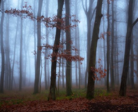 Foto de Bosque brumoso mágico, niebla, troncos de árboles, sombrío paisaje otoñal. Europa del Este. - Imagen libre de derechos