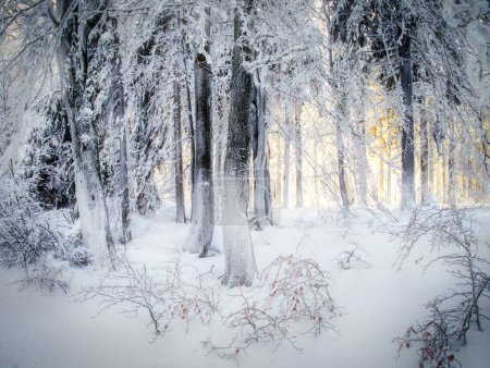 Winterliche Schneelandschaft mit frisch verschneiten Bäumen, Reif und Bergwald an einem sonnigen Wintertag. Tschechische Republik. 
