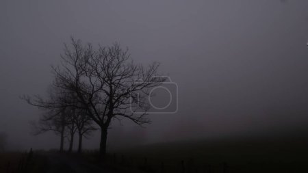 Mysterious creepy foggy landscape with solitary broad leaf trees at autumn/fall. Fog, mist. Eastern Europe, Moravia.  