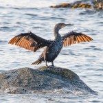 Double-Crested Cormorant drying his wings after a plunge in Buzzards Bay, Massachusetts