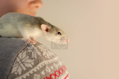 Photo for Close up portrait of beautiful gray decorative domestic Fancy rat, Rattus norvegicus domestica sits on shoulder of girl, concept of health, care and maintenance, optimal conditions for keeping pets - Royalty Free Image