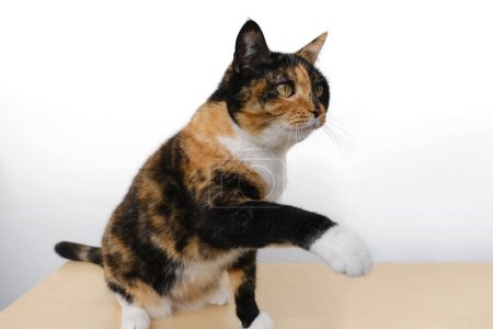 Foto de Three colors adult domestic tortoiseshell cat with white breast sitting, stretches paw on light table, looks away, concept love for animals, relations between pets and people, keeping four-legged pets - Imagen libre de derechos