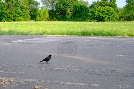 Foto de Hermoso cuervo negro europeo, Corvus corone salta sobre asfalto, en busca de material para construir nido, concepto de anidación y cría de aves, protección de la vida silvestre, migración de plumas - Imagen libre de derechos