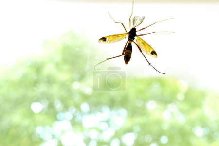 Photo for Not blood-sucking insect, Centipedes, large Mosquito centipede on window glass inside the room, blurry trees outside, feeding on flower nectar - Royalty Free Image