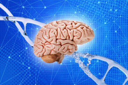 Foto de Cerebro humano sobre fondo de hélice de ADN, ácido desoxirribonucleico, moléculas de ácido nucleico, método de investigación del genoma humano, inteligencia artificial, regulación de contactos interneuronales, microdaños neuronas de ADN - Imagen libre de derechos