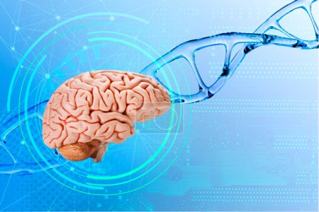Menschliches Gehirn auf DNA-Helix-Hintergrund, Desoxyribonukleinsäure, Nukleinsäuremoleküle, Forschungsmethode des menschlichen Genoms, Entwicklungswissenschaft, Regulation interneuronaler Kontakte, Mikroschäden in DNA-Neuronen