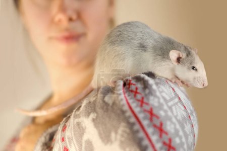 close up portrait of beautiful gray decorative domestic Fancy rat, Rattus norvegicus domestica sits on shoulder of girl, concept of health, care and maintenance, optimal conditions for keeping pets